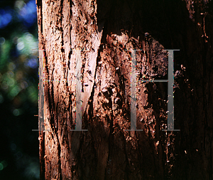 Picture of Cunninghamia lanceolata 