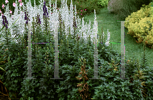 Picture of Aconitum  'Blue Sceptre'