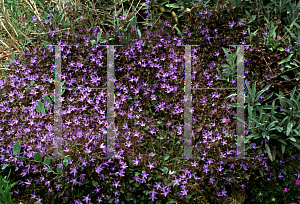 Picture of Campanula poscharskyana 'E.K. Toogood'