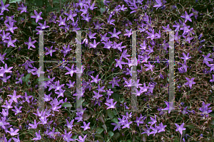 Picture of Campanula poscharskyana 'E.K. Toogood'