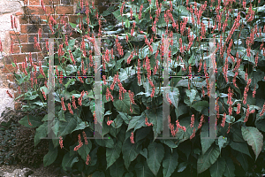 Picture of Polygonum amplexicaule 