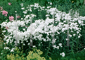 Picture of Achillea ptarmica 'The Pearl'