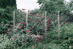 Picture of Buddleia davidii 'Harlequin'