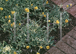 Picture of Gazania rigens 'Variegata'