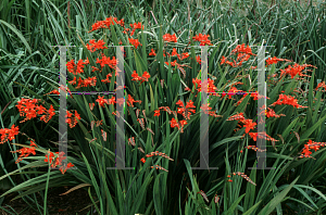 Picture of Crocosmia x crocosmiiflora 'Wallerton Red'