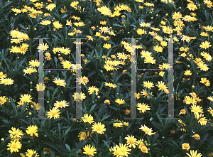 Picture of Argyranthemum foeniculaceum 'Jamaican Primrose'