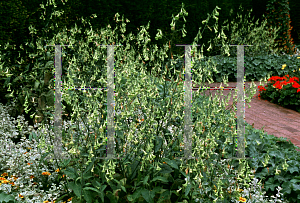 Picture of Nicotiana langsdorffii 