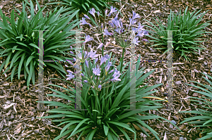 Picture of Agapanthus  'Peter Pan'