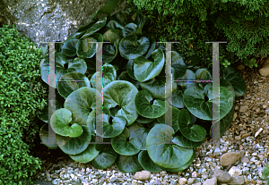 Picture of Asarum europaeum 