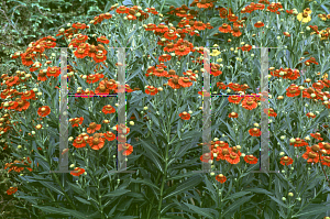 Picture of Helenium autumnale 