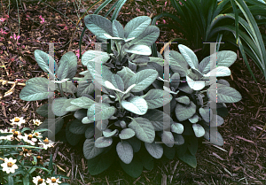 Picture of Salvia officinalis 'Bergarten'