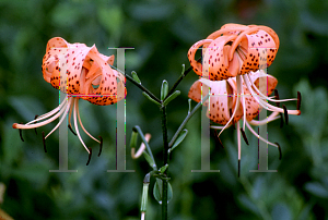 Picture of Lilium lancifolium 