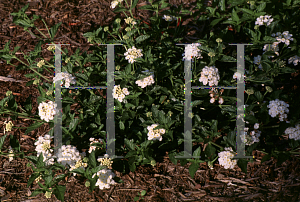 Picture of Lantana camara 'Silver Mound'