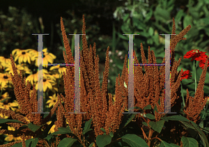 Picture of Amaranthus cruentus 'Golden Giant'