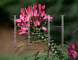 Picture of Cleome hassleriana 'Purple Queen'