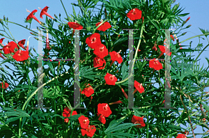 Picture of Ipomoea x multifida 