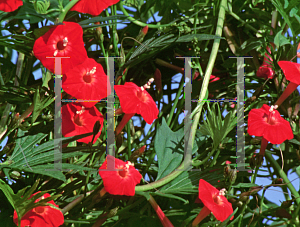 Picture of Ipomoea x multifida 