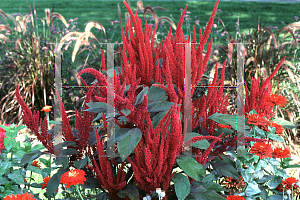 Picture of Amaranthus x 'Intensa Pink'
