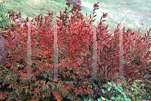 Picture of Aruncus aethusifolius 