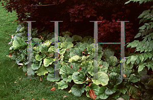 Picture of Bergenia cordifolia 