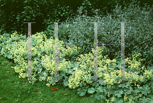 Picture of Alchemilla mollis 