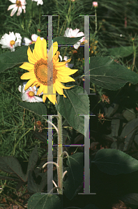 Picture of Helianthus annuus 'Sundance Kid'