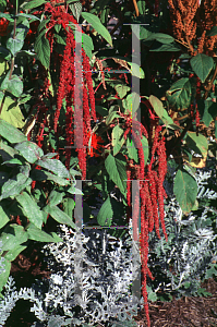 Picture of Amaranthus caudatus 