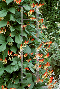 Picture of Ipomoea lobata 