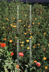 Picture of Tagetes patula 'Harlequin'