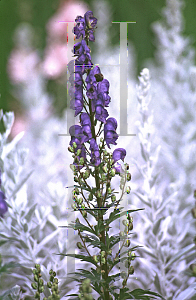 Picture of Aconitum  'Blue Sceptre'