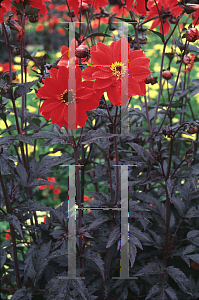 Picture of Dahlia  'Bishop of Llandaff'