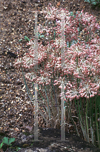 Picture of Allium bucharicum 