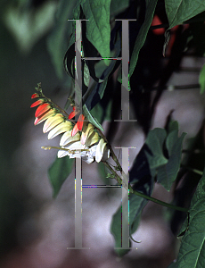 Picture of Ipomoea lobata 'Citronella'