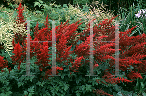 Picture of Astilbe x arendsii 'Glow(Glut)'