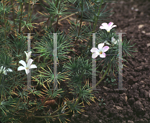 Picture of Linanthus grandiflorus 