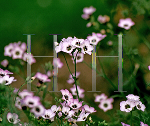 Picture of Gilia tricolor 