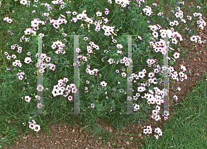 Picture of Gilia tricolor 