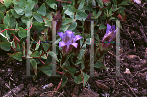 Picture of Gentiana freyniana 