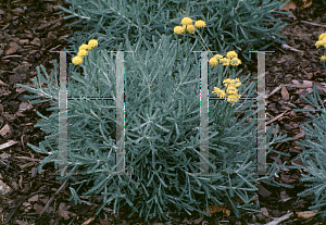 Picture of Santolina chamaecyparissus 'Nana'