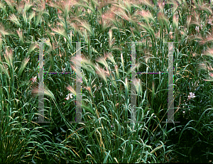 Picture of Hordeum jubatum 