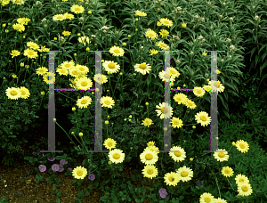 Picture of Anthemis tinctoria 'Wargrave'