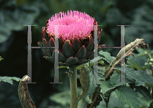 Picture of Cynara scolymus 