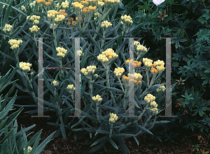 Picture of Helichrysum petiolare 'Schweffellight'