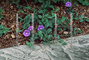 Picture of Convolvulus sabatius 