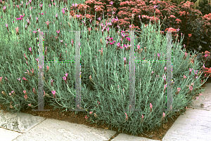 Picture of Lavandula stoechas 