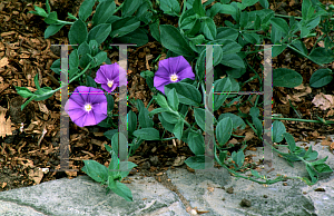 Picture of Convolvulus sabatius 