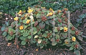 Picture of Lysimachia procumbens 'Lyssi'