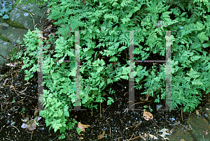 Picture of Gymnocarpium dryopteris 'Plumosum'