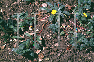 Picture of Camissonia cheiranthifolia 