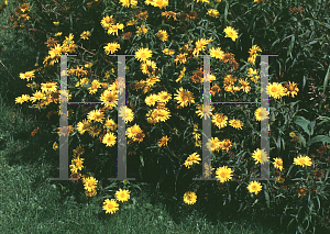 Picture of Inula salicina 